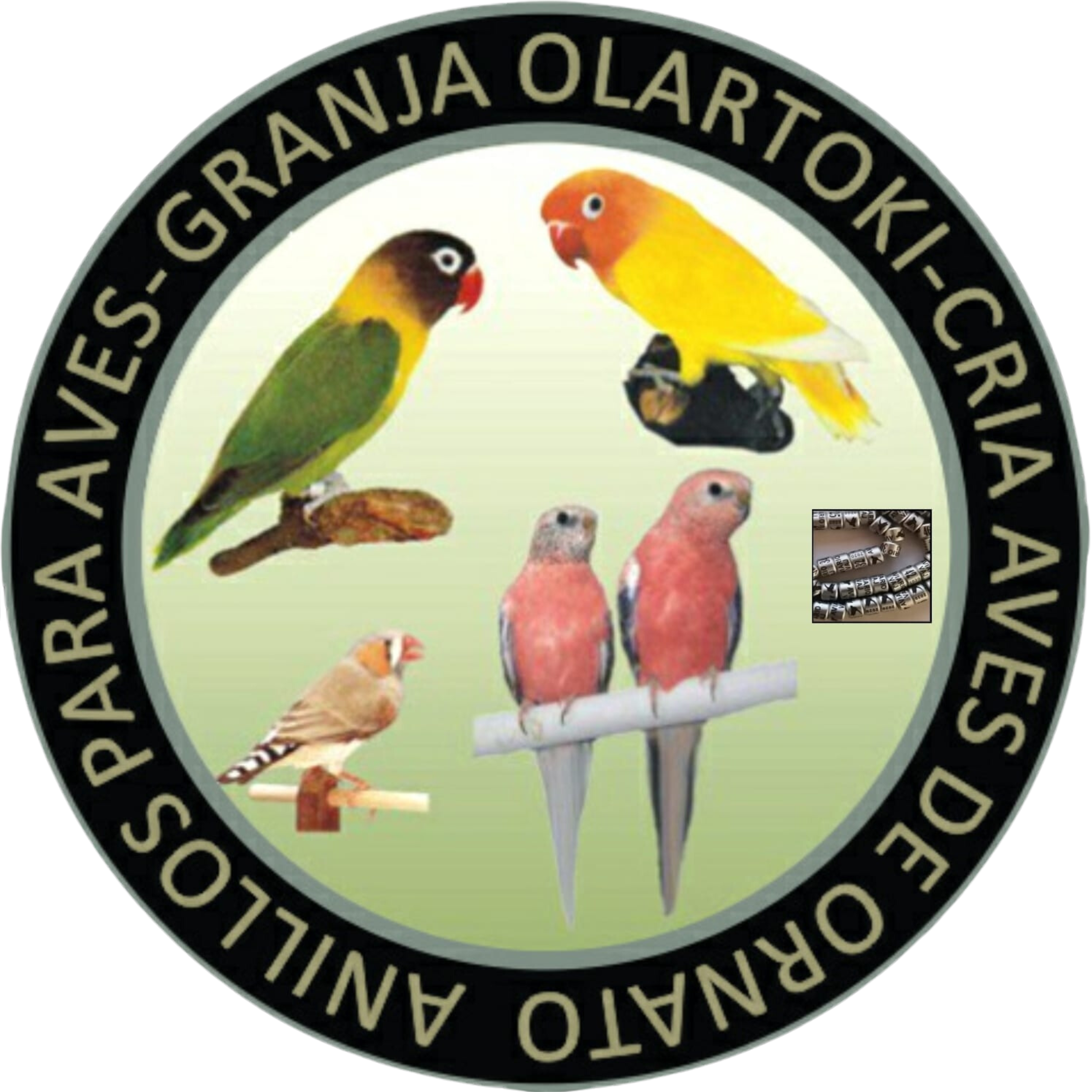 Anillos para aves  Granja Olartoki